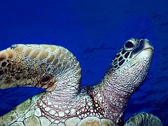 Shell Games, Kona, Hawaii
